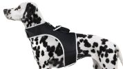 GPS Tag Pet Tracker Collar Waterproof Surveillance Tracking Device NEW Size:XL