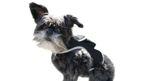 Pocket GSM GPRS GPS Pet Tracking Tag Waterproof Security Surveillance Size:XS