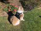 Portable Collar Mount GSM GPS Tag Pet Tracker Mini Surveillance Device Size:S