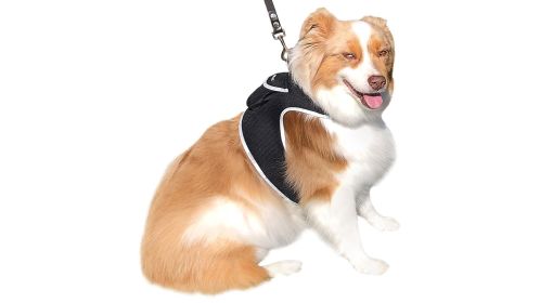 Reputable Collar GPS Locator for Dogs Rechargeable Battery + Mobility Detector Size:XS