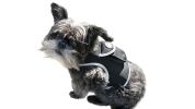 NEW Rechargeable GSM Cat Dog GPS Collar Tracking Device for Pet Safety Size:XL