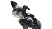 Mini Covert Realtime GSM GPRS Pet Tracker w/ Waterproof Durable Casing Size:M