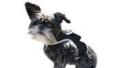 Rechargeable GSM Cat GPS Tracking Device Mini Collar Clipped Pet Location Finder Size:XXL